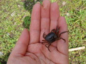 生活在梯田中的生物